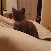 Princesse participe au concours pour gagner de l'argent avec cette photo : cat, kitten, fluffy, dark_fur, long_hair, animal, pet, sitting, bed, blanket, bedroom, indoor, mirror, wardrobe, open_door, home, portrait, looking_at_camera, alert, cozy