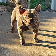 Fuego joined the competition — help win amazing prizes! animal, brown, canine, companion, concrete, daylight, dog, ears, expression, french_bulldog, front_legs, grass, muzzle, outdoor, pet, shadow, short_hair, standing, stone_pillar, sunlight