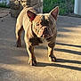 animal, brown, canine, companion, concrete, daylight, dog, ears, expression, french_bulldog, front_legs, grass, muzzle, outdoor, pet, shadow, short_hair, standing, stone_pillar, sunlight