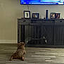 blanket, brown_dog, cabinet, couch, decor, dog, electronic_device, floor_tile, framed_photos, furniture, home, indoor, living_room, pet, relaxed, screen, television, watching_tv, weather_forecast, wooden_floor