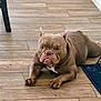 Fuego joined the competition — help win amazing prizes! animal, brown_dog, bulldog, canine, close_up, dog, ears_cropped, flooring, furniture_leg, indoors, looking_at_camera, lying_down, mat, muscular, pet, portrait, resting, short_hair, tongue_out, wooden_floor