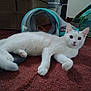 cat, white_cat, pet, indoor, carpet, floor, animal, feline, play_tunnel, toy, curious, lying_down, ears, whiskers, paw, tail, domestic_animal, household, relaxed, looking
