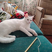 Snowball is registered to the contest to win money with this photo: cat, white_cat, couch, blanket, cat_toy, living_room, floral_wallpaper, armchair, pet, feline, domestic_cat, indoor, cozy, relaxed, fur, paw, alert, home, toy, seated