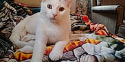 Snowball is registered to the contest to win money with this photo: cat, white_cat, pet, animal, indoor, blanket, patterned_blanket, furniture, chair, curtains, floral_curtains, cozy, relaxed, looking_at_camera, paw, bedroom, soft_texture, domestic_animal, resting, closeup
