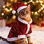 cat, tabby_cat, christmas_hat, santa_claus_costume, holiday, festive, christmas_tree, bokeh, snow, pet, animal, cute, indoors, celebration, seasonal, red_clothing, white_fur_trim, sitting, fur, whiskers