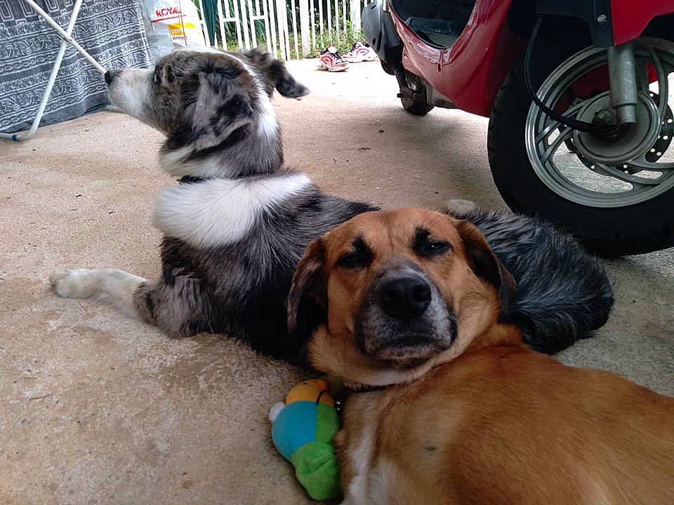 Oroyo a rejoint le concours — aidez-le/la à gagner de superbes lots ! alloy_wheel, automotive_exterior, automotive_lighting, automotive_tire, automotive_wheel_system, carnivore, companion_dog, dog, dog_breed, fence, fender, mammal, mesh, motor_vehicle, rim, snout, tire, tread, vertebrate, wheel