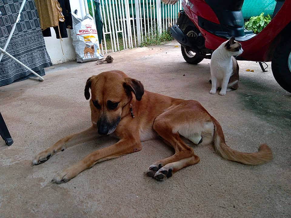 Oroyo a rejoint le concours — aidez-le/la à gagner de superbes lots ! canidae, carnivore, collar, companion_dog, dog, dog_breed, dog_supply, fawn, flooring, motorcycle, paw, pet_supply, sidewalk, sporting_group, tail, tire, vehicle, wheel, working_animal, working_dog