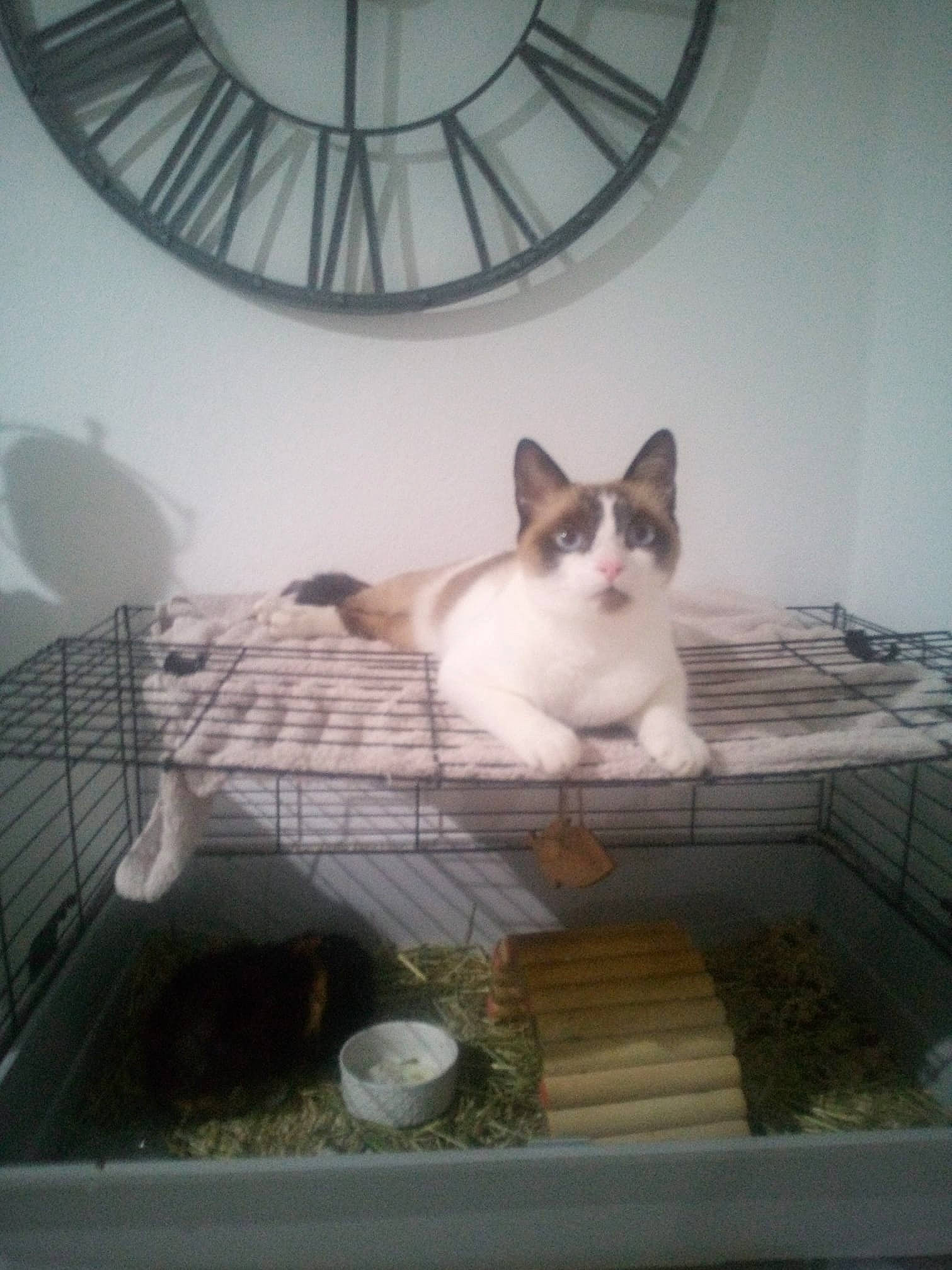 Nounouille a rejoint le concours — aidez-le/la à gagner de superbes lots ! animal_shelter, carnivore, cat, comfort, domestic_short_haired_cat, felidae, flooring, fur, grey, light, metal, paw, pet_supply, room, small_to_medium_sized_cats, snout, tail, whiskers, white, wood