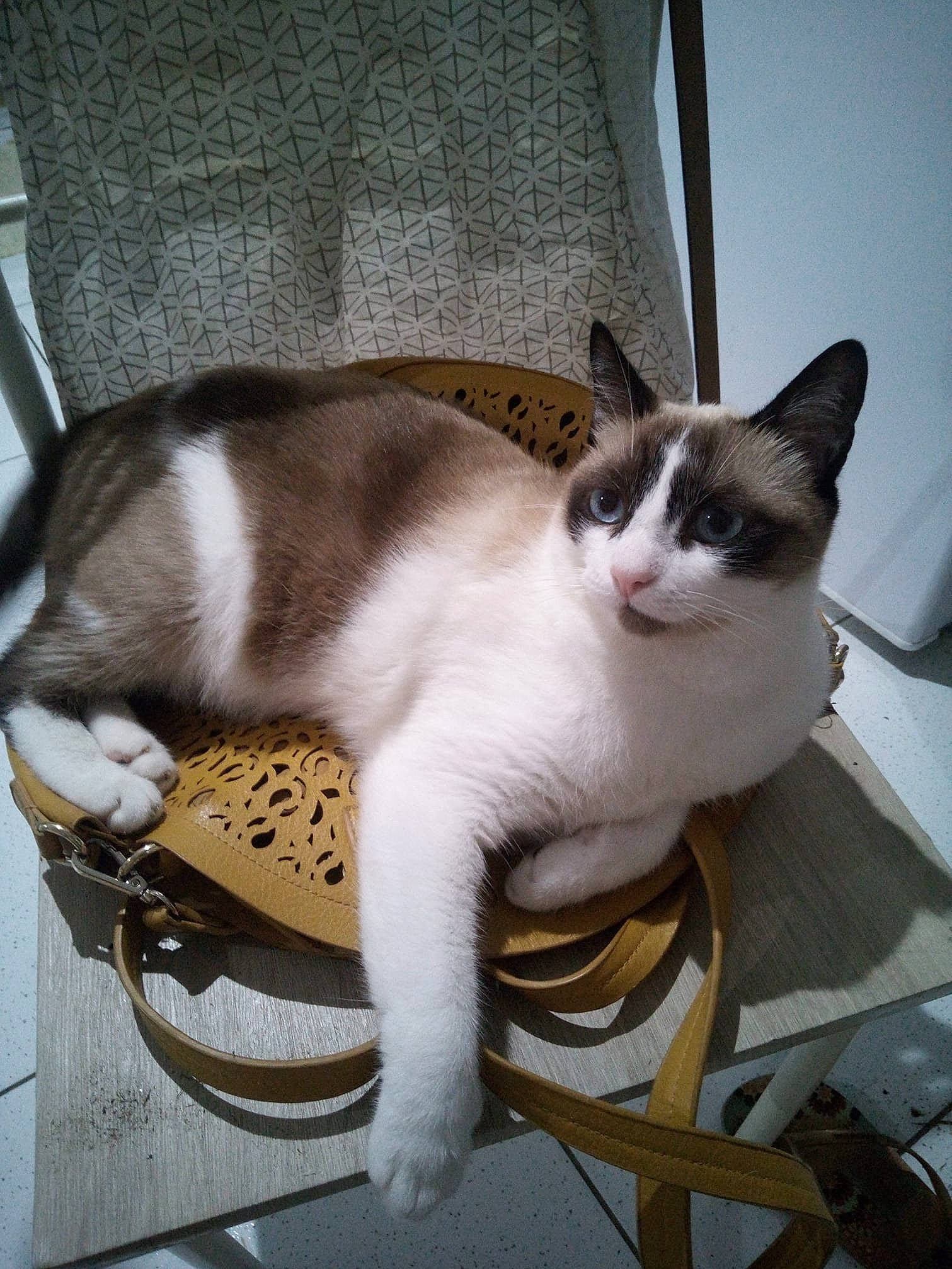 Nounouille a rejoint le concours — aidez-le/la à gagner de superbes lots ! bicycle_handlebar, box, carnivore, cat, cat_supply, chair, comfort, domestic_short_haired_cat, felidae, fur, grey, paw, pet_supply, plant, sitting, small_to_medium_sized_cats, snout, tail, whiskers, wood