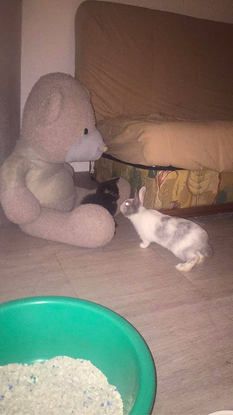 John participe au concours pour gagner de l'argent avec cette photo : canidae, dog_breed, toy