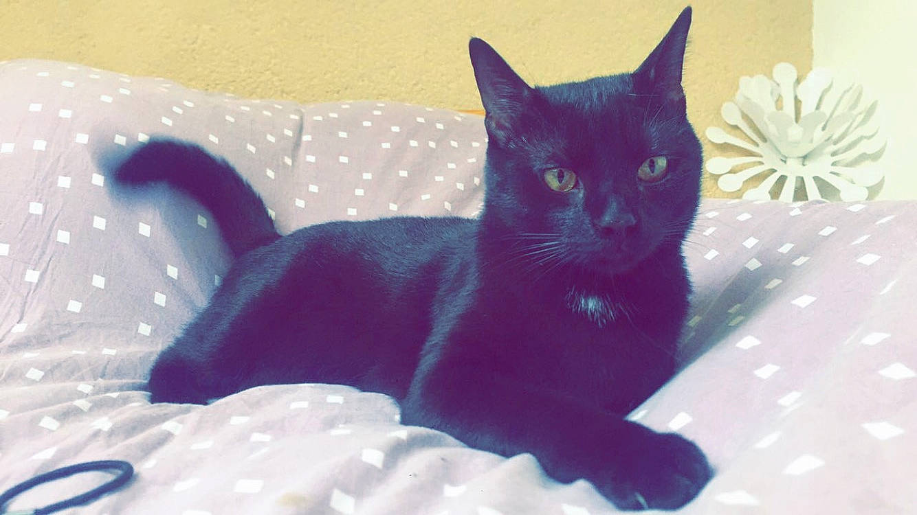 John a rejoint le concours — aidez-le/la à gagner de superbes lots ! asian, black_cat, bombay, british_shorthair, burmese, carnivore, cat, domestic_short_haired_cat, felidae, kitten, korat, russian_blue, small_to_medium_sized_cats, tail, whiskers