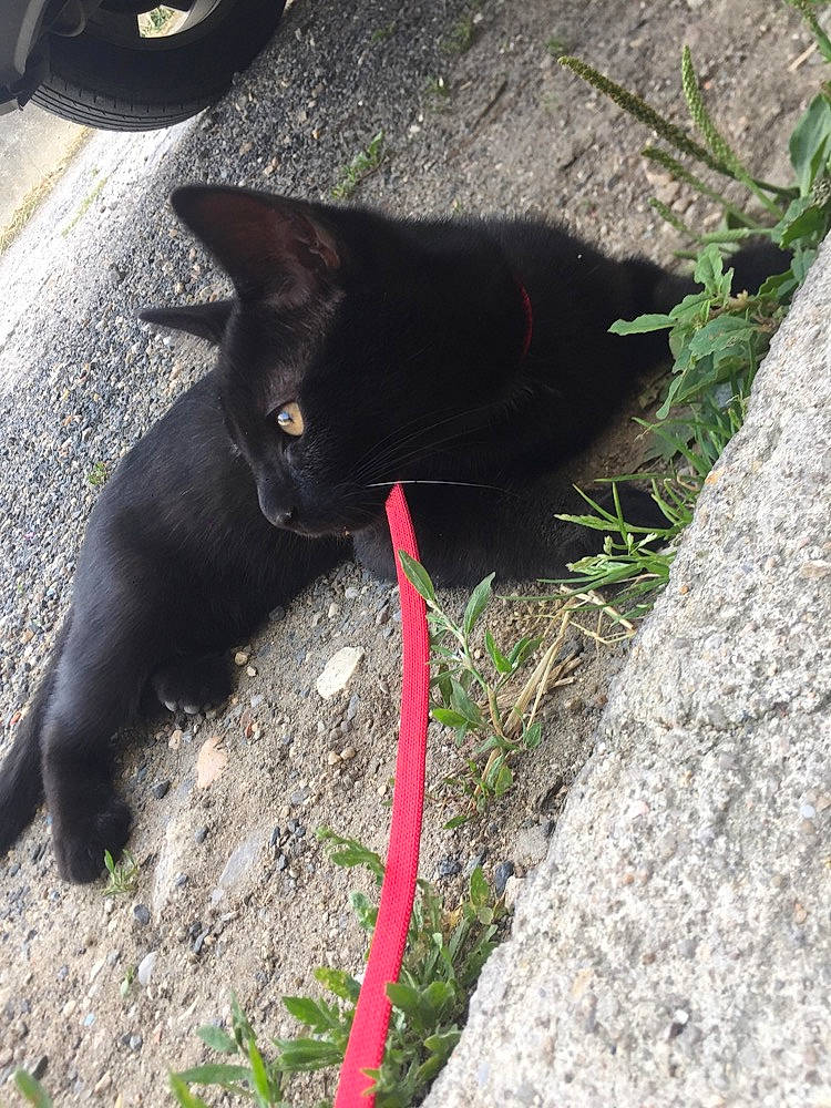 John a rejoint le concours — aidez-le/la à gagner de superbes lots ! black_cat, bombay, carnivore, cat, domestic_short_haired_cat, felidae, grass, plant, small_to_medium_sized_cats, tail, whiskers