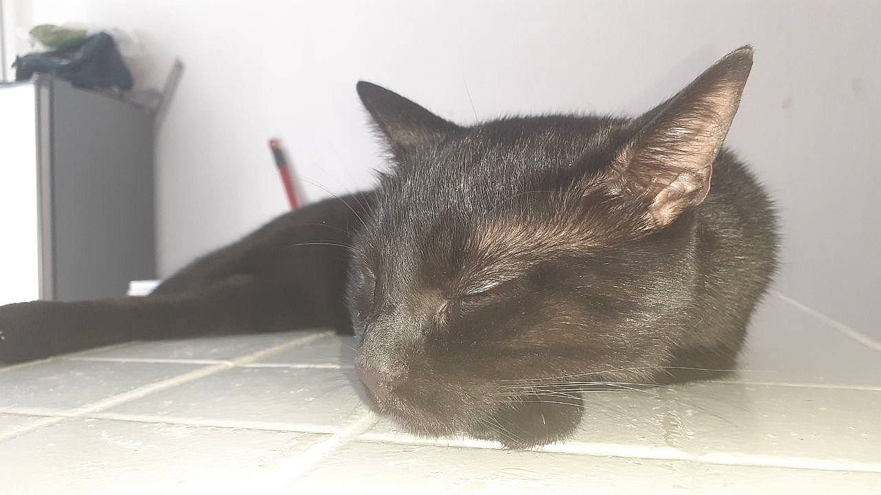 John a rejoint le concours — aidez-le/la à gagner de superbes lots ! asian, black_cat, burmese, carnivore, cat, domestic_short_haired_cat, ear, felidae, korat, mammal, nebelung, russian_blue, small_to_medium_sized_cats, snout, vertebrate, whiskers