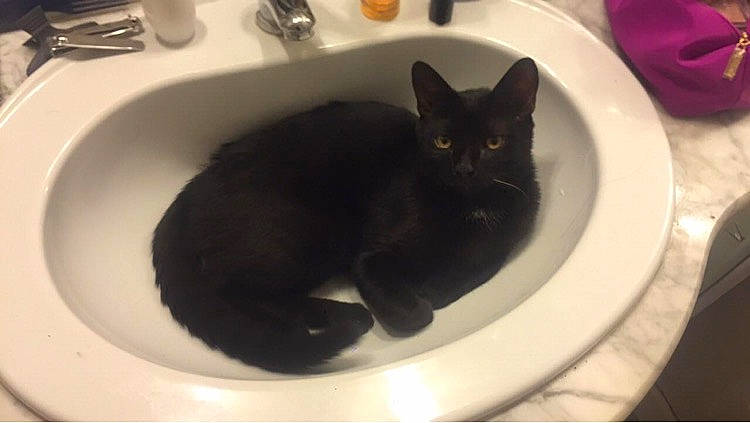 John a rejoint le concours — aidez-le/la à gagner de superbes lots ! bathtub, black, black_cat, bombay, burmese, carnivore, cat, domestic_short_haired_cat, felidae, plumbing_fixture, sink, small_to_medium_sized_cats, whiskers
