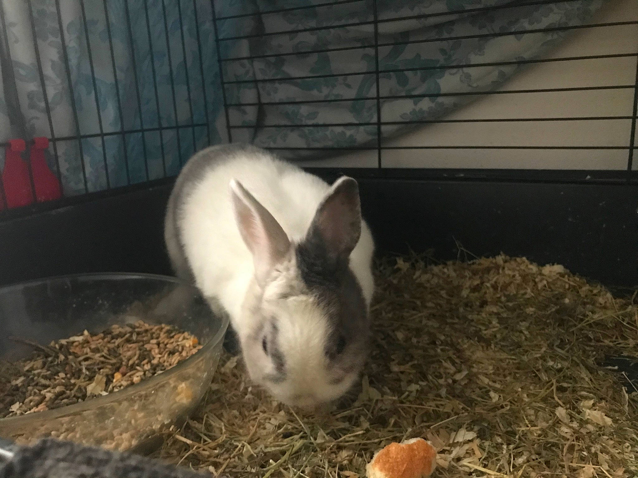 Marquez participe au concours pour gagner de l'argent avec cette photo : animal_shelter, domestic_rabbit, fawn, hare, rabbit, rabbits_and_hares