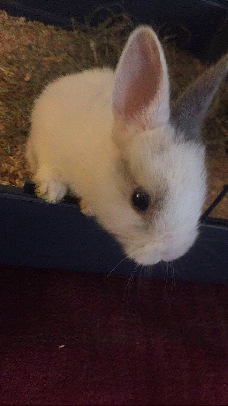 Marquez participe au concours pour gagner de l'argent avec cette photo : domestic_rabbit, ear, fawn, hare, mammal, rabbit, rabbits_and_hares, skin, whiskers