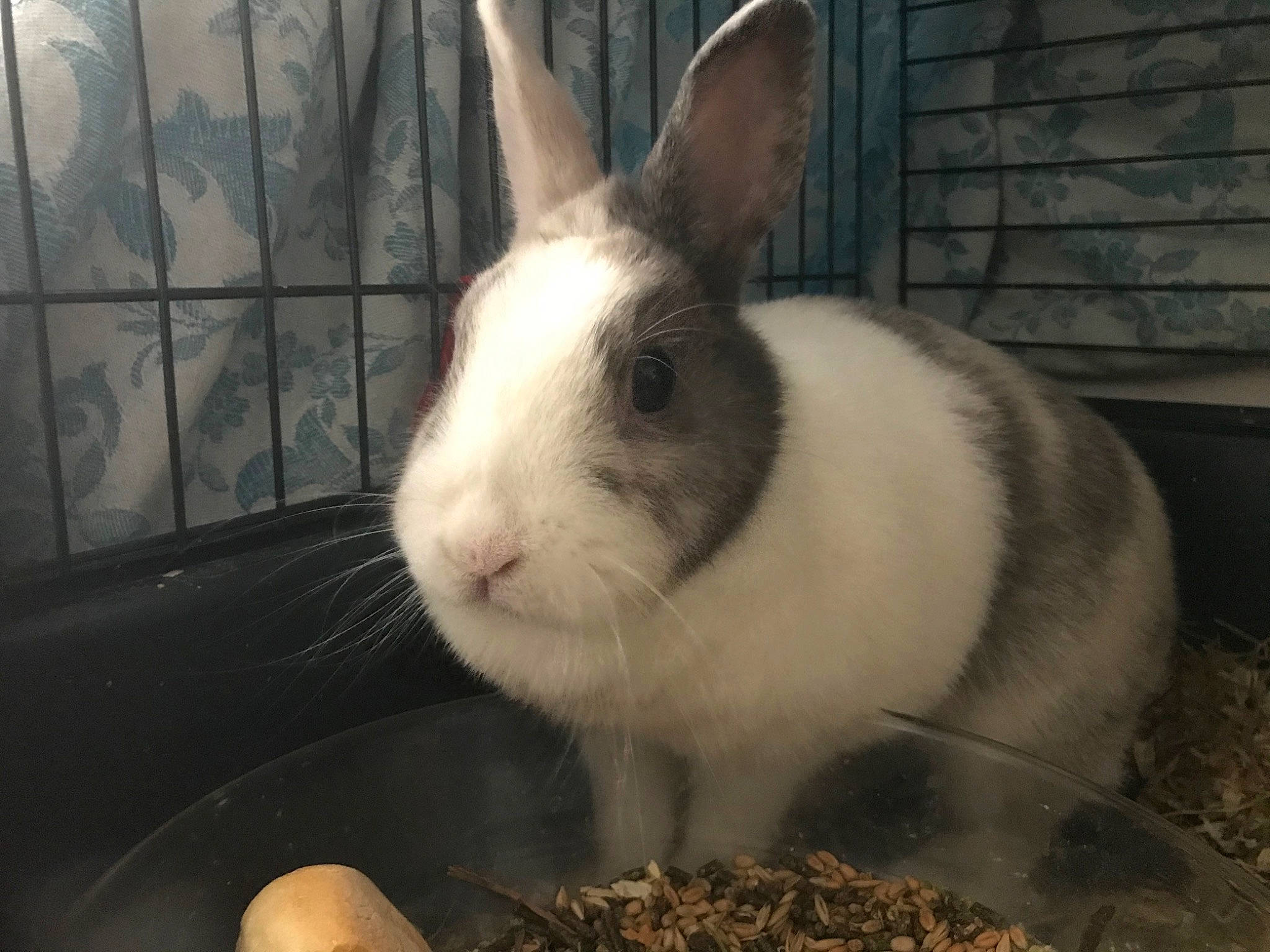 Marquez a rejoint le concours — aidez-le/la à gagner de superbes lots ! animal_shelter, domestic_rabbit, ear, fawn, fur, hare, mammal, nose, organism, plant, rabbit, rabbits_and_hares, skin, sky, snout, vertebrate, whiskers, wildlife