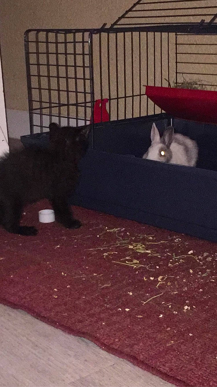 Marquez participe au concours pour gagner de l'argent avec cette photo : black_cat, canidae, carnivore, cat, dog, dog_breed, felidae, floor, kitten, persian, small_to_medium_sized_cats, tail