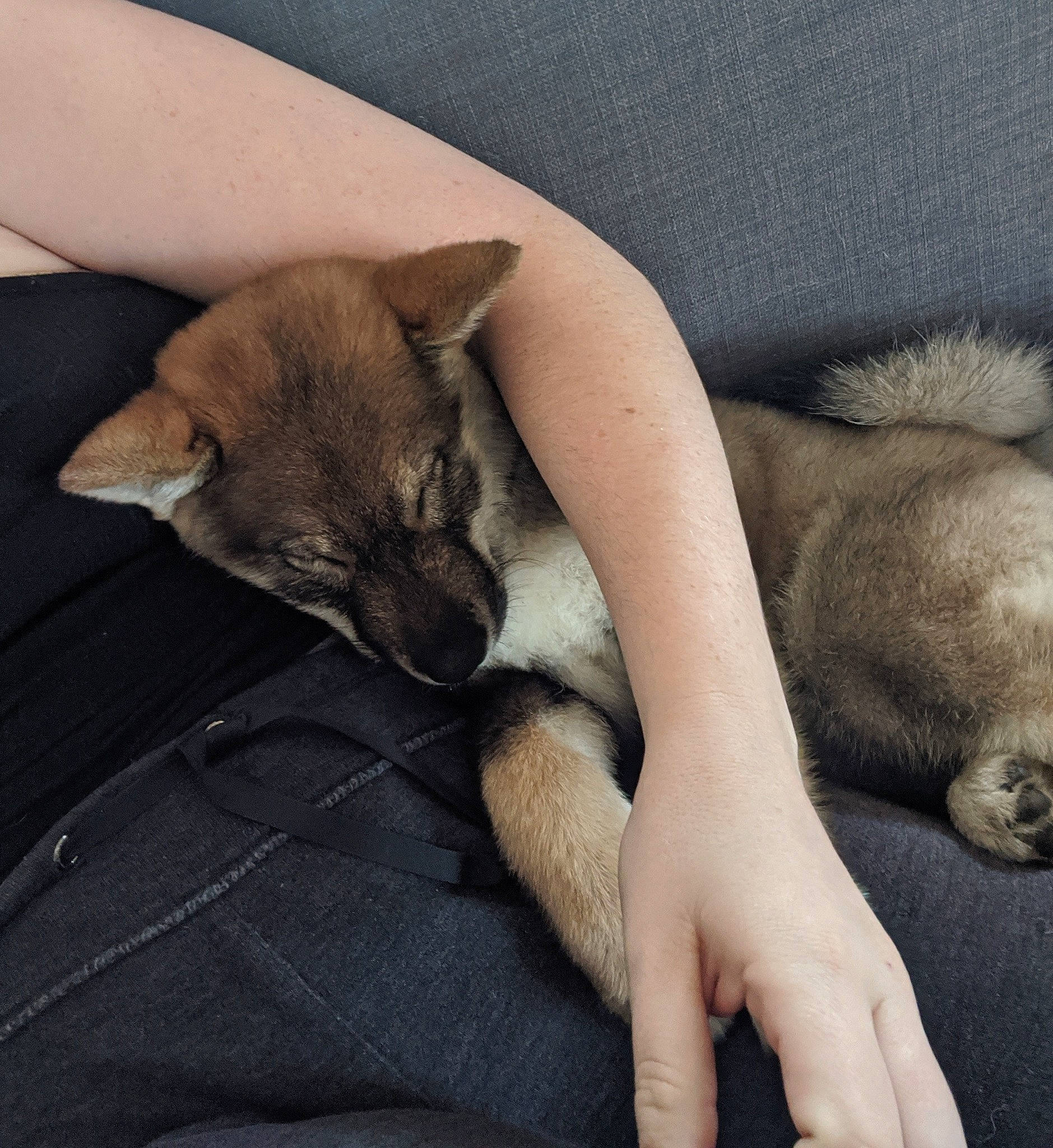 Juniper is registered to the contest to win money with this photo: akita, akita_inu, canidae, carnivore, companion_dog, czechoslovakian_wolfdog, dog, dog_breed, eurasier, fawn, mammal, nap, new_guinea_singing_dog, non_sporting_group, norwegian_elkhound, puppy, shikoku, spitz, vertebrate, wolfdog