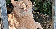 Cheeto is registered to the contest to win money with this photo: animal, cat, closeup, daylight, fence, ginger_cat, greenery, leaves, metal, nature, outdoor, peeling_paint, pet, portrait, relaxed, resting, shadow, sunlight, texture, whiskers
