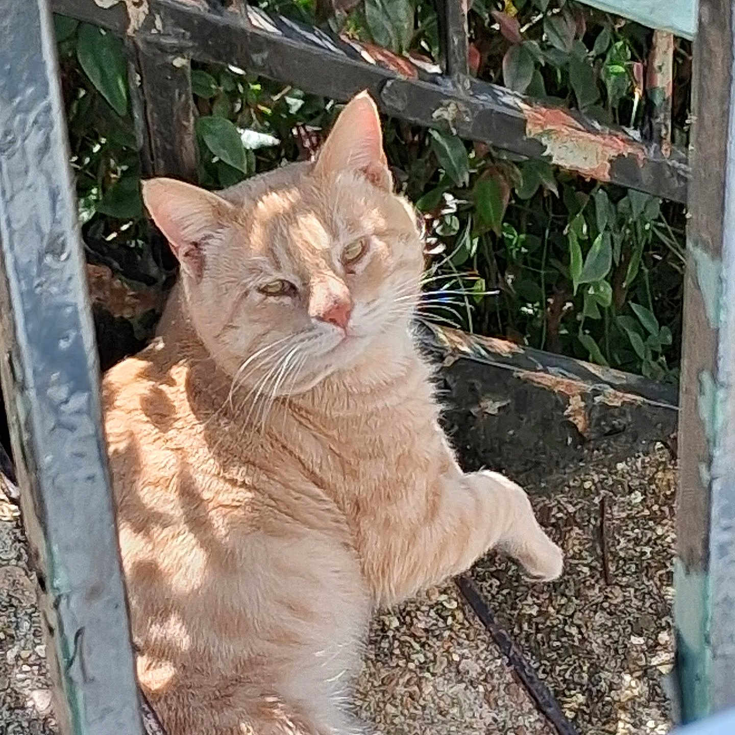 Cheeto is registered to the contest to win money with this photo: cat, ginger_cat, fence, metal, peeling_paint, sunlight, shadow, greenery, leaves, outdoor, relaxed, animal, pet, texture, nature, daylight, closeup, portrait, resting, whiskers