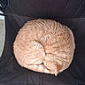 cat, orange_cat, sleeping, curled_up, feline, pet, domestic_animal, fur, whiskers, chair, black_chair, resting, cozy, animal, cute, indoor, relaxing, nap, soft, tabby