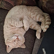 Cheeto is registered to the contest to win money with this photo: cat, orange_tabby, sleeping, upside_down, curled_up, couch, furniture, indoor, pet, relaxed, fur, whiskers, paws, laptop, technology, home, cozy, resting, domestic_animal, nap