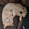 cat, orange_tabby, sleeping, upside_down, curled_up, couch, furniture, indoor, pet, relaxed, fur, whiskers, paws, laptop, technology, home, cozy, resting, domestic_animal, nap