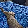Cheeto is registered to the contest to win money with this photo: cat, orange_tabby, bed, blue_comforter, stretched_out, paw, indoor, feline, sleeping, relaxed, bedroom, laundry_basket, dresser, fur, pet, cozy, domestic_animal, animal, resting, nap