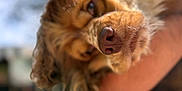 Ozzy joined the competition — help win amazing prizes! animal, arm, blurred_background, brown, close_up, companion, curly_fur, cute, daylight, dog, friendly, fur, nature, nose, outdoor, person, pet, portrait, snout, sunlight