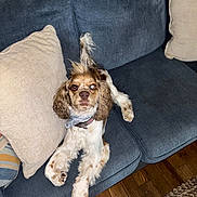Ozzy is registered to the contest to win money with this photo: animal, bandana, brown_and_white, couch, cozy, curly_ears, dog, domestic_animal, fur, furniture, home, indoor, living_room, looking_at_camera, pet, pillow, relaxed, rug, seated, wooden_floor