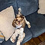 animal, bandana, brown_and_white, couch, cozy, curly_ears, dog, domestic_animal, fur, furniture, home, indoor, living_room, looking_at_camera, pet, pillow, relaxed, rug, seated, wooden_floor