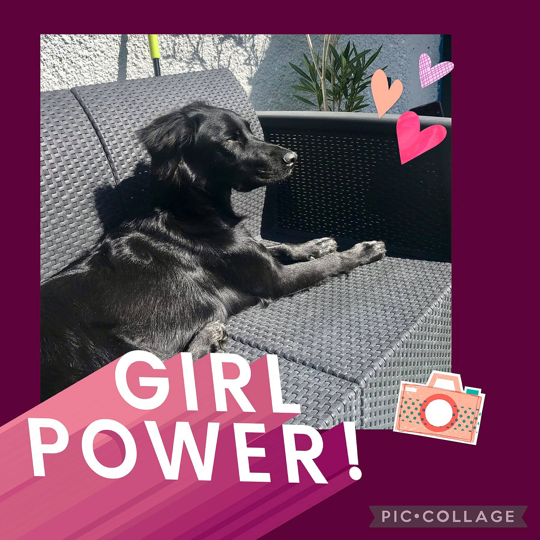 Diams participe au concours pour gagner de l'argent avec cette photo : advertising, art, brand, companion_dog, dog, dog_breed, dog_supply, font, graphics, illustration, logo, magenta, pet_supply, photo_caption, plant, rectangle, snout, sporting_group, square, working_animal