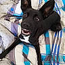 dog, black_dog, pet, animal, smiling, teeth, ears, blanket, bed, indoor, cute, playful, lying_down, fur, canine, looking_up, happy, expression, resting, domestic_animal