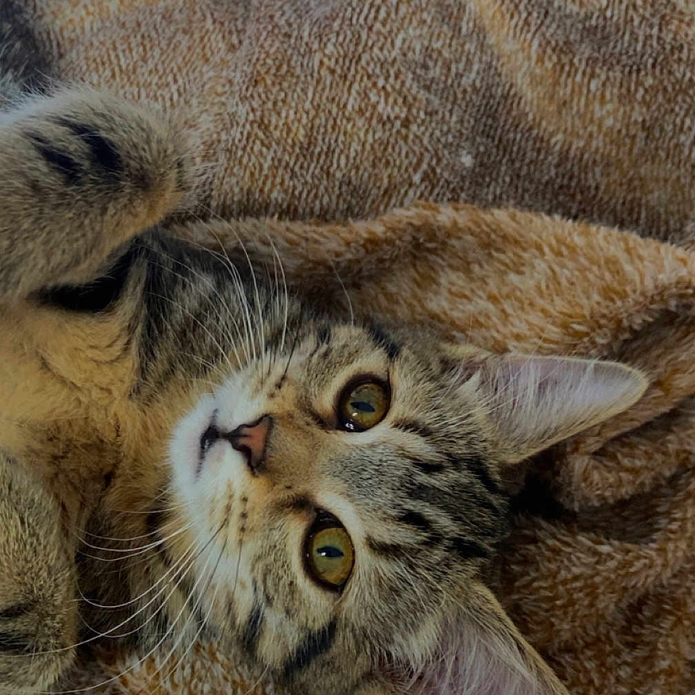Artemis