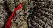 Artemis participe au concours pour gagner de l'argent avec cette photo : adorable, animal, blanket, cat, cozy, cute, fur, furry, indoor, kitten, paws, peaceful, pet, red_toy, relaxed, resting, sleeping, soft, tabby, texture