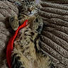 Artemis participe au concours pour gagner de l'argent avec cette photo : kitten, cat, sleeping, tabby, furry, pet, animal, cozy, blanket, texture, relaxed, cute, paws, fur, indoor, resting, soft, red_toy, adorable, peaceful