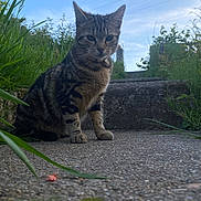 Artemis participe au concours pour gagner de l'argent avec cette photo : animal, cat, closeup, collar, concrete, curious, daylight, ears, fur, grass, mammal, nature, outdoor, pet, plants, sitting, sky, steps, tabby, whiskers