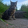 animal, cat, closeup, collar, concrete, curious, daylight, ears, fur, grass, mammal, nature, outdoor, pet, plants, sitting, sky, steps, tabby, whiskers