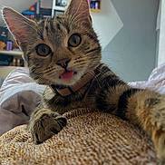 Artemis participe au concours pour gagner de l'argent avec cette photo : cat, tabby, tongue_out, pet, indoor, cozy, blanket, paw, closeup, feline, cute, whiskers, collar, relaxed, home, shelf, soft_light, texture, curiosity, playful