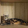 Artemis participe au concours pour gagner de l'argent avec cette photo : animal, box, brown, cat, curious, domestic_cat, ears, feline, fur, indoor, laying_down, lounging, paw, pet, relaxed, resting, striped, tabby, whiskers, wooden_shelf