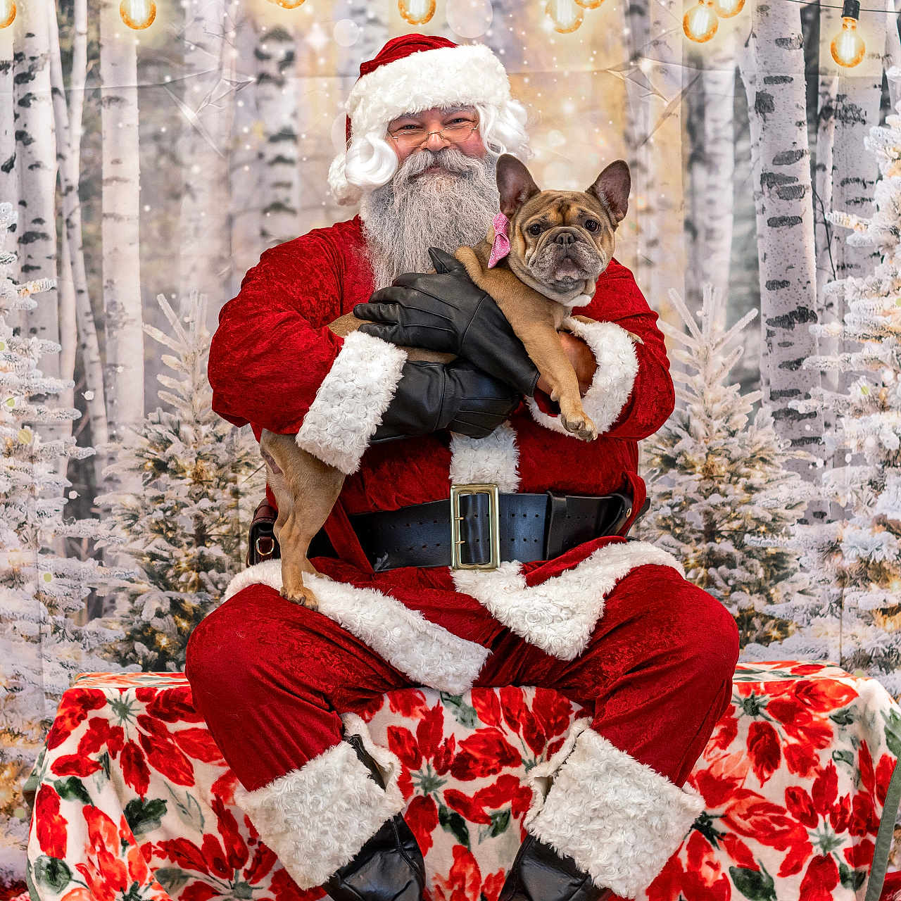 Brecken is registered to the contest to win money with this photo: beard, belt, bench, celebration, christmas, decorations, dog, festive, french_bulldog, gloves, holiday, indoors, lights, portrait, red_clothing, santa_claus, smile, snow, trees, winter