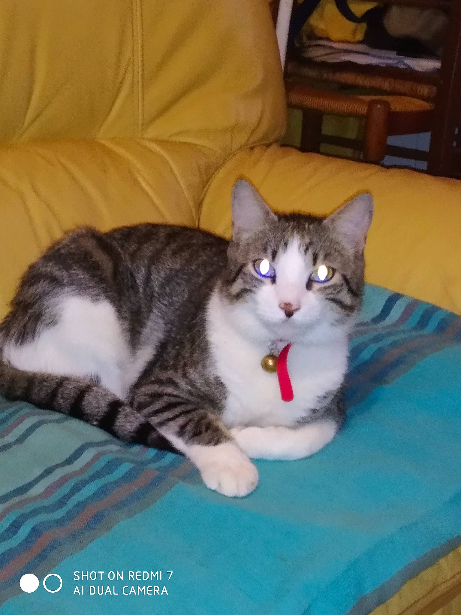 Malow a rejoint le concours — aidez-le/la à gagner de superbes lots ! box, carnivore, cat, cat_supply, comfort, couch, domestic_short_haired_cat, felidae, fur, hardwood, paw, pet_supply, small_to_medium_sized_cats, tail, whiskers