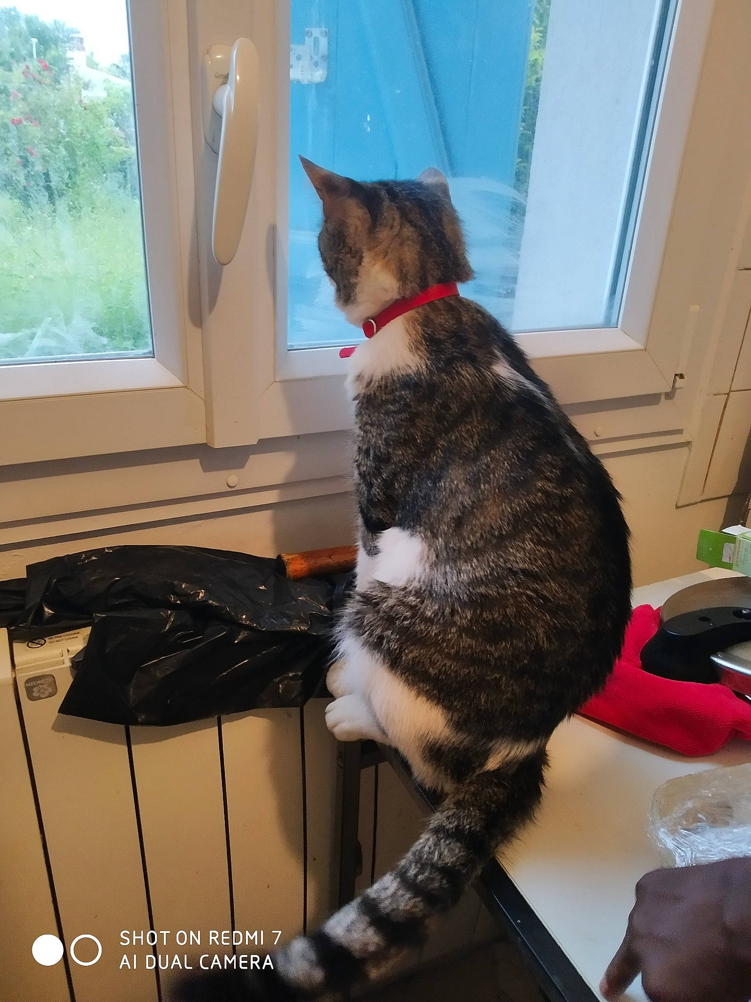 Malow participe au concours pour gagner de l'argent avec cette photo : canidae, carnivore, cat, chair, comfort, domestic_short_haired_cat, felidae, fur, lap, natural_material, plant, room, sash_window, sitting, small_to_medium_sized_cats, table, tail, tree, whiskers, window