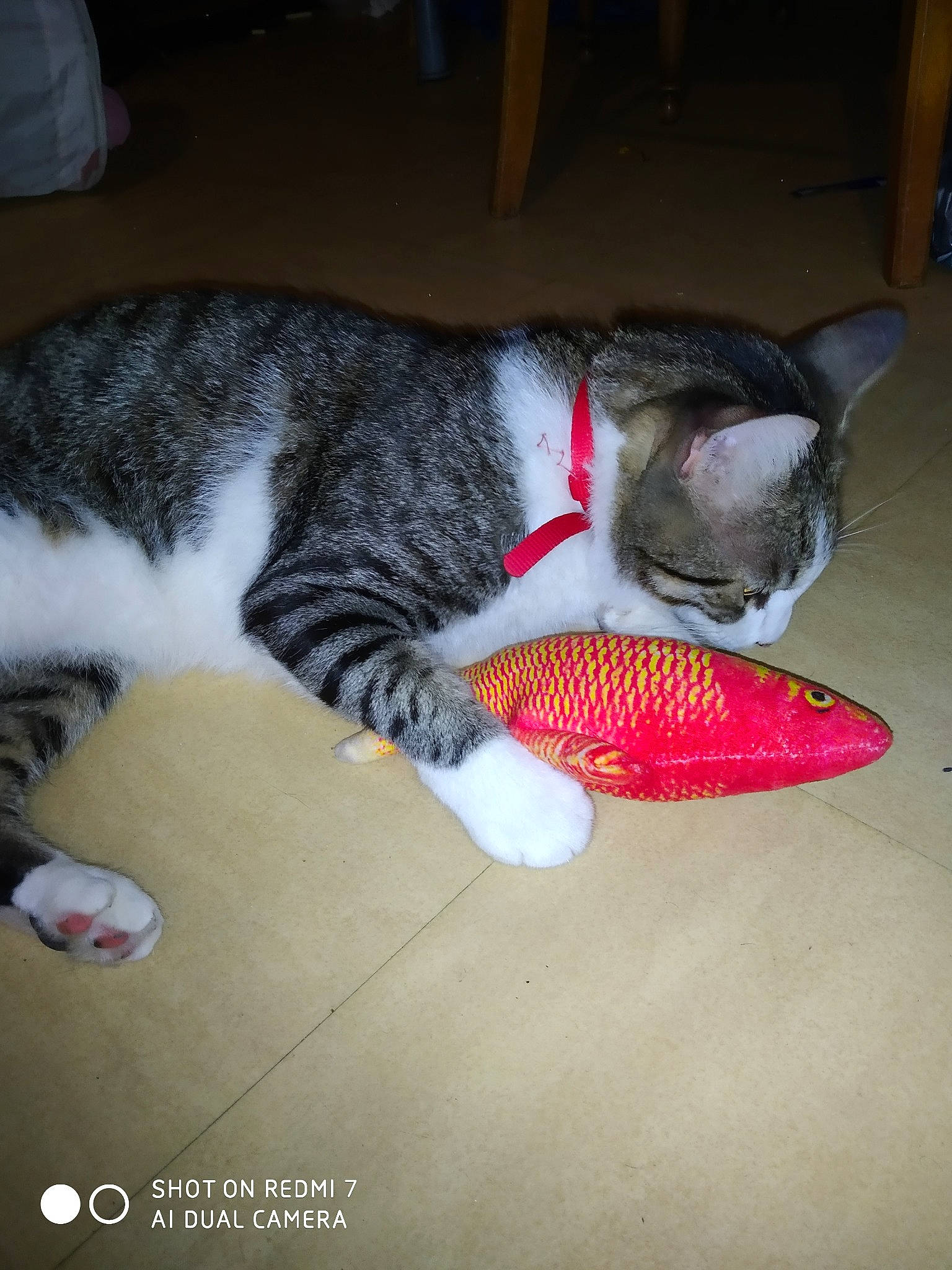 Malow a rejoint le concours — aidez-le/la à gagner de superbes lots ! carmine, carnivore, cat, claw, domestic_short_haired_cat, felidae, fin, fish, flooring, fur, grey, mammal, nap, paw, ray_finned_fish, small_to_medium_sized_cats, snout, tail, vertebrate, whiskers