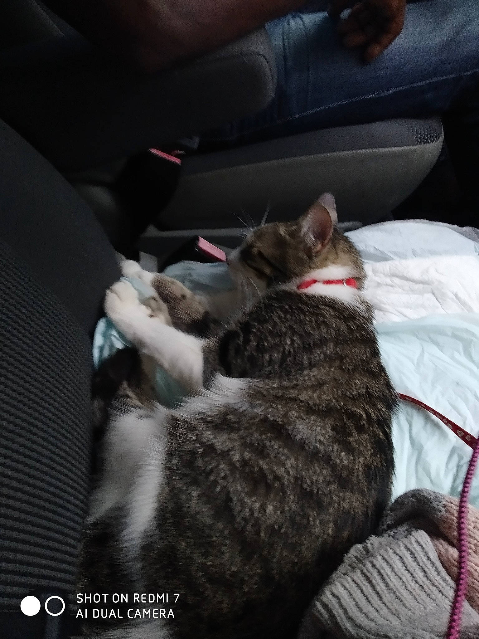 Malow participe au concours pour gagner de l'argent avec cette photo : auto_part, automotive_exterior, car_seat, carnivore, cat, comfort, dog_breed, domestic_short_haired_cat, felidae, fur, grey, linens, mammal, motor_vehicle, small_to_medium_sized_cats, tail, vehicle, vehicle_door, vertebrate, whiskers