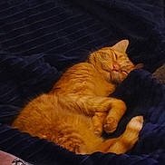 Garfield a rejoint le concours — aidez-le/la à gagner de superbes lots ! cat, ginger_cat, sleeping, nap, blanket, cozy, indoor, pet, fur, whiskers, paws, curled_up, relaxed, bedding, plush, domestic_cat, portrait, close_up, warm_tone, peaceful