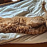 Garfield participe au concours pour gagner de l'argent avec cette photo : bed, blanket, cat, cozy, domestic_cat, duvet, fur, ginger_cat, home, indoor, paw, paws_crossed, pet, relaxed, sleeping, stretched_out, sunlight, tail, whiskers, wooden_floor