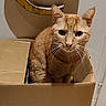 Garfield a rejoint le concours — aidez-le/la à gagner de superbes lots ! box, cardboard, cardboard_box, cat, close_up, curious, domestic_animal, ears, feline, floor, ginger_cat, green_eyes, home, indoor, orange_fur, pet, portrait, sitting, tabby, whiskers