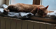 Garfield participe au concours pour gagner de l'argent avec cette photo : blanket, cat, cozy, domestic, fur, ginger_cat, home, indoor, nap, pet, portrait, quiet, radiator, relaxed, resting, sleeping_cat, sunlight, towel, window, windowsill